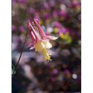 Akeleje 'Little Lanterns'