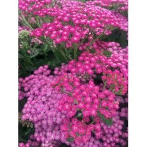 Almindelig Røllike 'Pink Grapefruit'