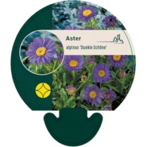 Alpeasters 'Dunkle Schöne'
