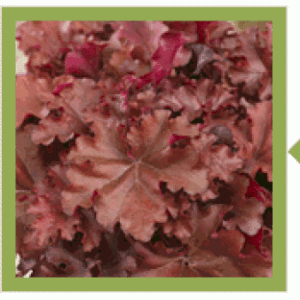Alunrod 'Boysenberry' 1 liter potte