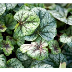 Alunrod 'Green Spice'Â®