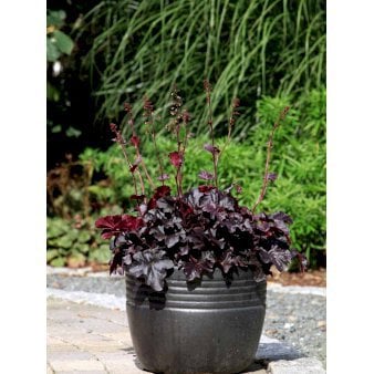 Alunrod 'Obsidian'