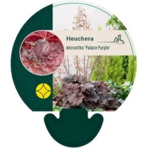 Alunrod 'Palace Purple' Bakke med 12 stk.