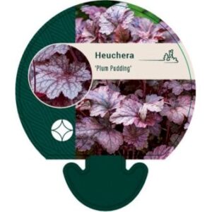 Alunrod 'Plum Pudding'Â®