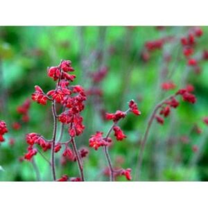 Alunrod 'Ruby Bells'