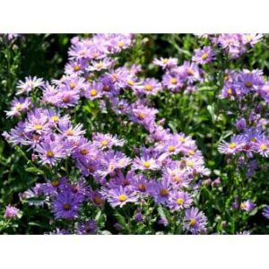 Amellusasters 'Lady Hindlip'