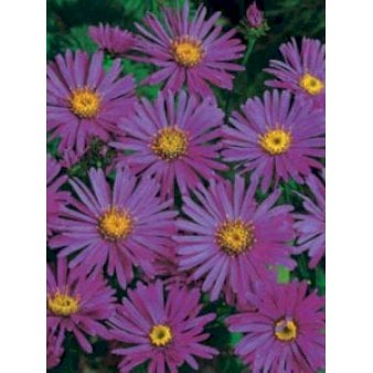 Amellusasters 'Rudolph Goethe'