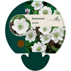 Anemone