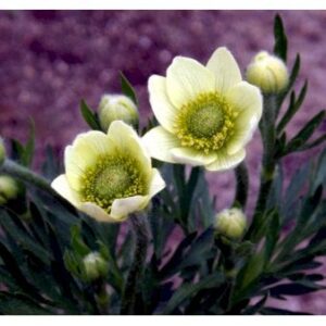 Anemone 'Annabella White'