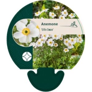 Anemone 'Elfin Swan' Bakke med 12 stk.