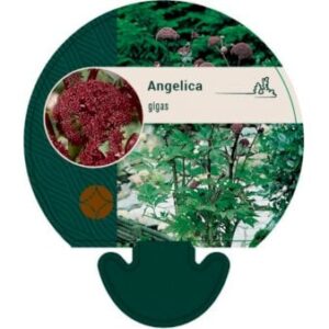 Angelica gigas