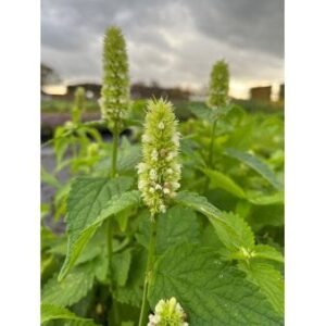 Anis Isop 'Albiflora' 1 liter potte