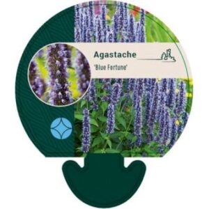 Anis Isop 'Blue Fortune'