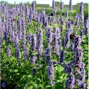 Anis Isop 'Blue Fortune'
