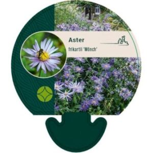 Asters