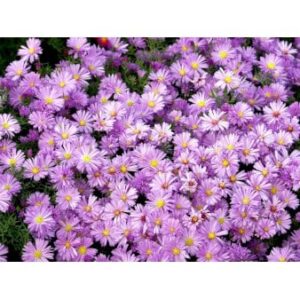 Asters 'Jungfrau'