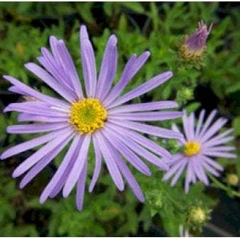 Asters 'Wunder von Stäfa'