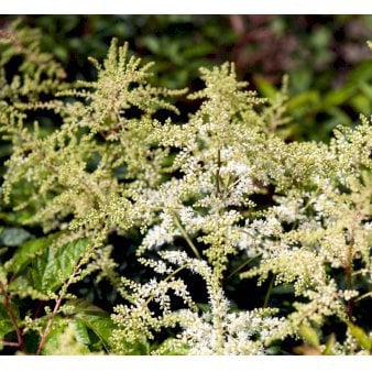Astilbe 'Brautschleir'