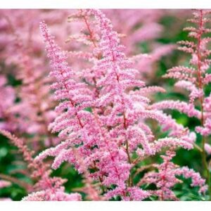Astilbe 'Cattleya'