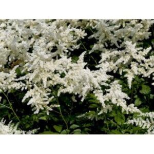 Astilbe 'Deutschland'