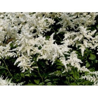 Astilbe 'Deutschland'