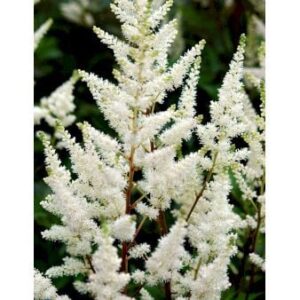 Astilbe 'Diamant'