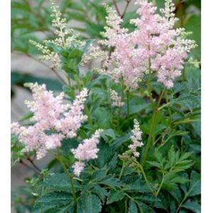 Astilbe 'Europa'