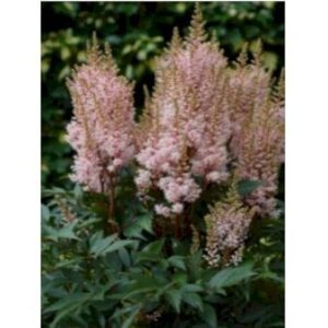 Astilbe 'Look at Me'Â® 1 liter potte