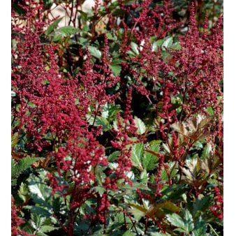Astilbe 'Montgomery'