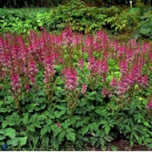Astilbe 'Pumila'