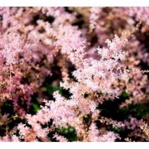 Astilbe 'Sprite'