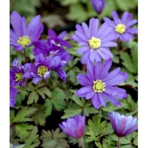 Balkan-Anemone 'Blue Shades' 10 cm. potte