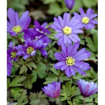 Balkan-Anemone 'Blue Shades' 10 cm. potte