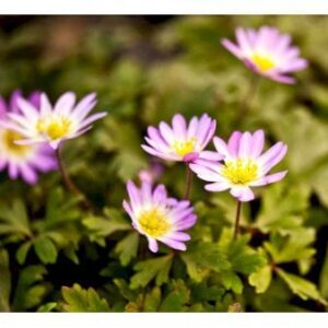 Balkan-Anemone 'Charmer'