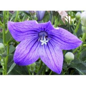 Ballonklokke 'Fuji Blue'