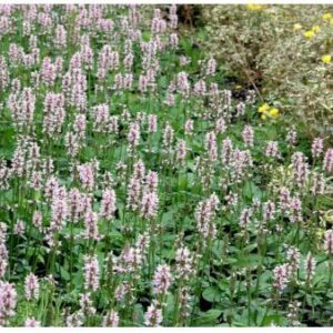 Betonie 'Hummelo'