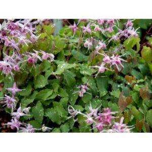 Bispehue 'Lilafee'