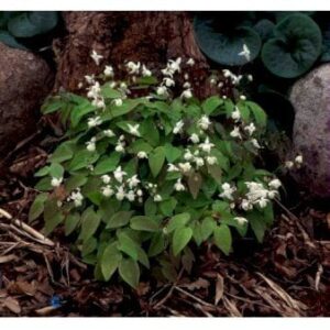 Bispehue 'Niveum'