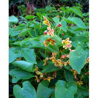 Bispehue 'Orange Queen'