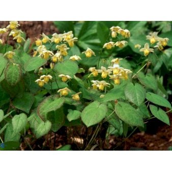 Bispehue 'Sulphureum'