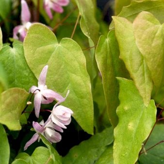Bispehue 'Violaceum'