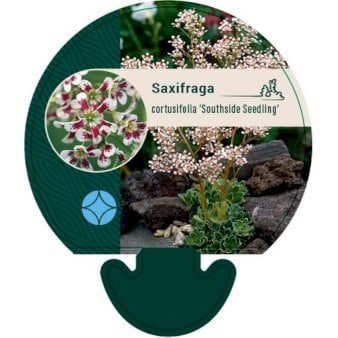 Bjergfrue 'Southside Seedling'