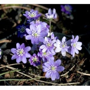 Blå Anemone