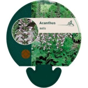 Blød Akantus