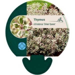 Citrontimian 'Silver Queen'