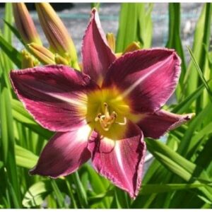 Daglilje 'Bela Lugosi'