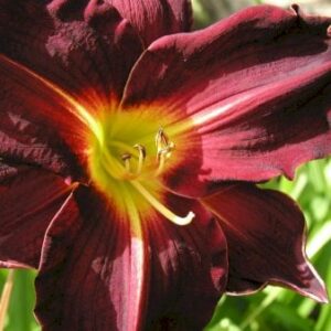 Daglilje 'Bogeyman'