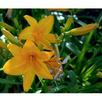 Daglilje 'Chicago Sunrise'