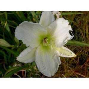 Daglilje 'Gentle Shepherd'