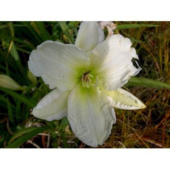 Daglilje 'Gentle Shepherd'